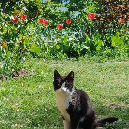 Jonovic Donji Milanovac